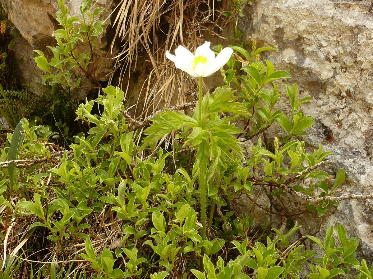 Anemone alpina subsp. alpina (Ranunculaceae)
